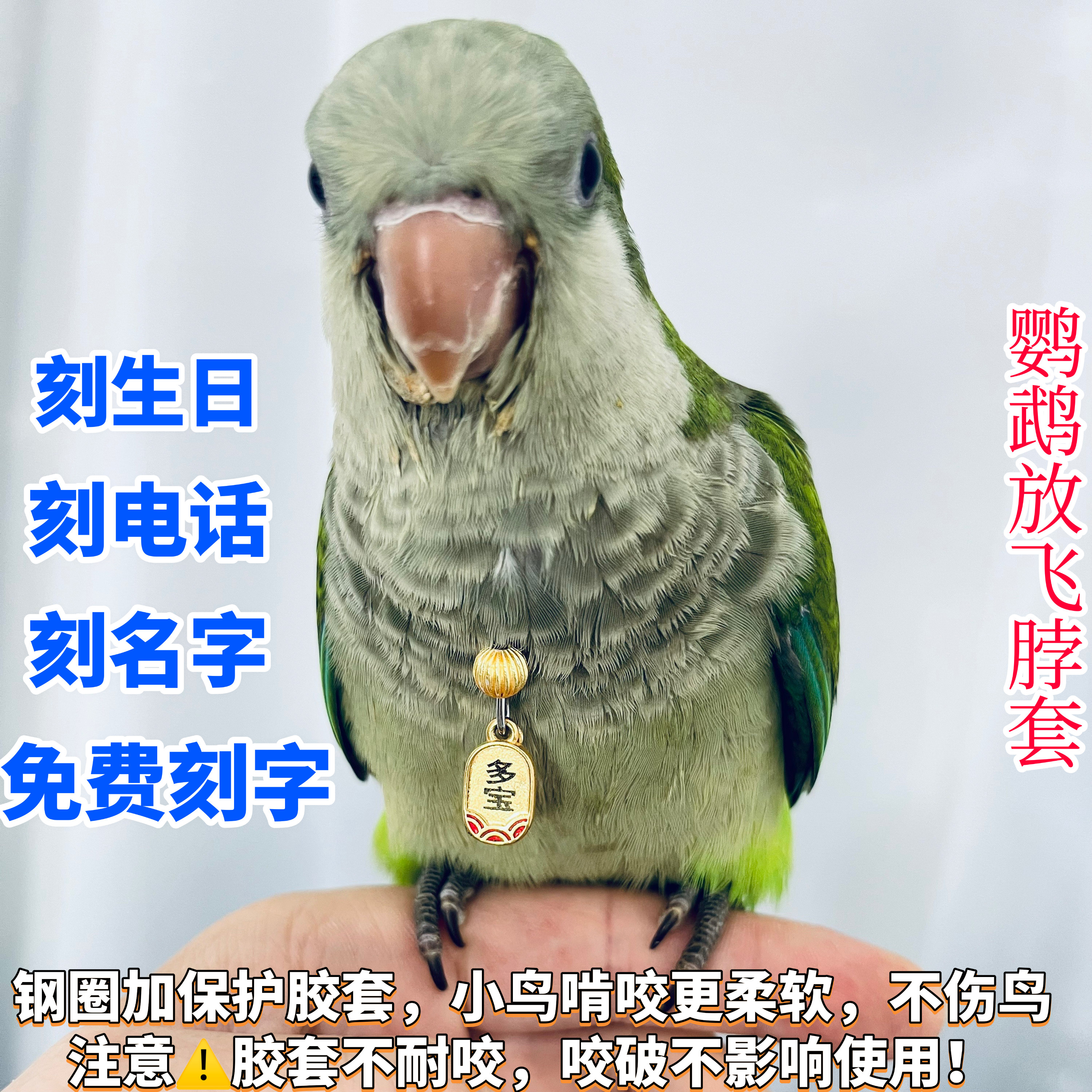 和尚鹦鹉脖套刻字栓鸟链子小太阳鹦鹉放飞脖圈玄凤牡丹金太阳项圈图片