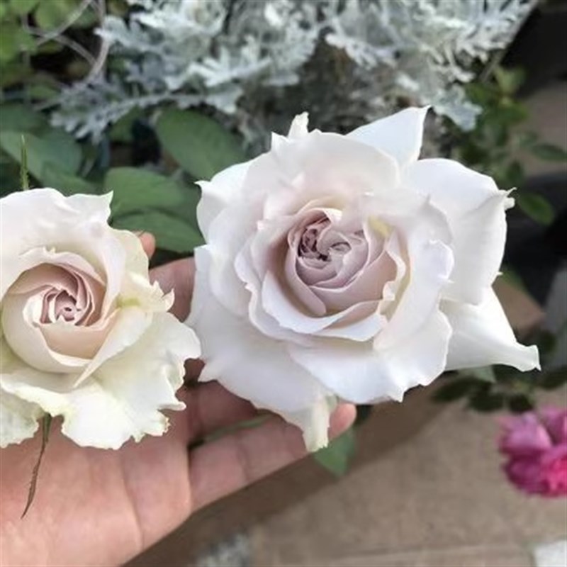 稀有新品日月河本纯子莎菲天使白色淡紫色淡茶香切花月季小苗