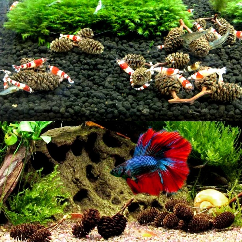 鱼缸造景素材溪原生缸南美缸树叶果实水晶虾缸降酸果降低PH桤木果