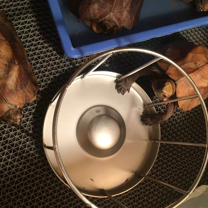 全新304不锈钢乌龟喂食器黄缘黄额锯缘金龟半水龟陆龟专用喂食盆