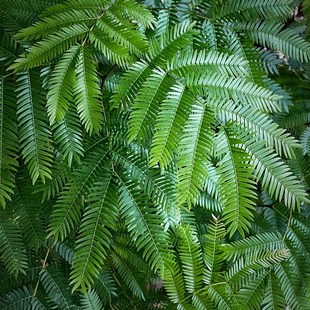 密叶猴耳环网红观叶绿植常绿小乔木室内耐阴耐热含羞小豆树盆栽苗