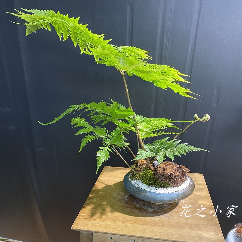 瓷盆款浅盆双桩红鳞蕨大型蕨类植物书房茶室禅意感金丝网红一叶蕨