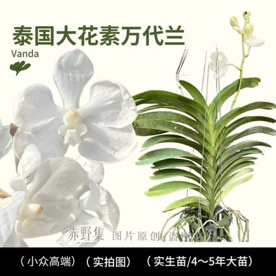 泰国蓝网万代兰带花苞实生苗优先好的发货好看好养植物花卉兰科属