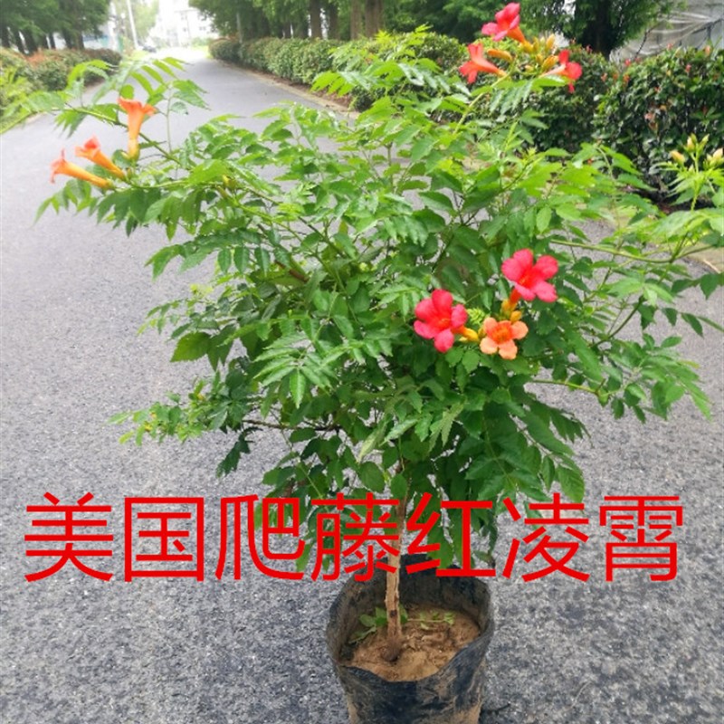 大花爬藤凌霄花苗爬藤花卉庭院围墙绿植红色粉色成品林霄花包邮
