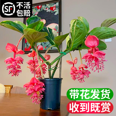 宝莲灯花盆栽带花苞发货室内客厅花卉大花型绿植物四季好养活花苗