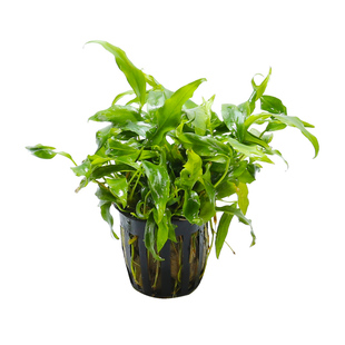 蜈蚣绿菊莫斯火山石定植懒人水草鱼缸造景小水榕瓦利斯榕巴榕沉木