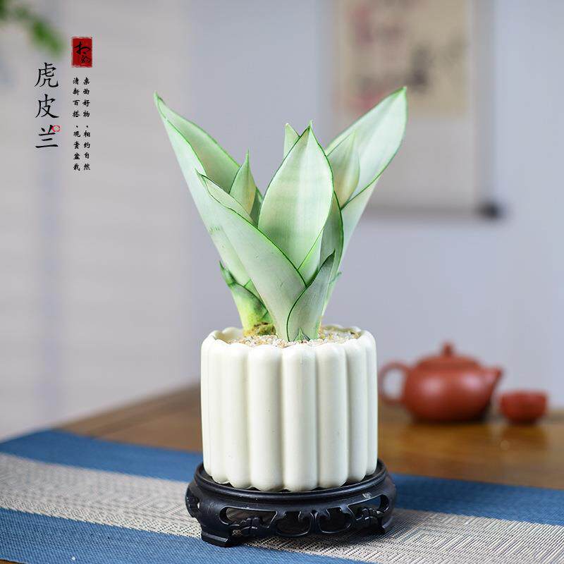 白玉虎皮兰盆栽室内办公客厅桌面四季耐旱易养护解压绿植送礼