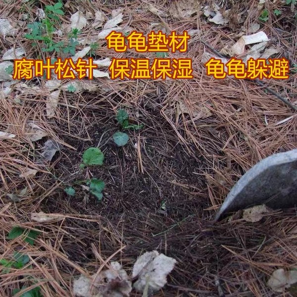 黄缘龟半水龟生态造景松针垫材安缘腐叶腐殖土饲养环境养殖缸专用