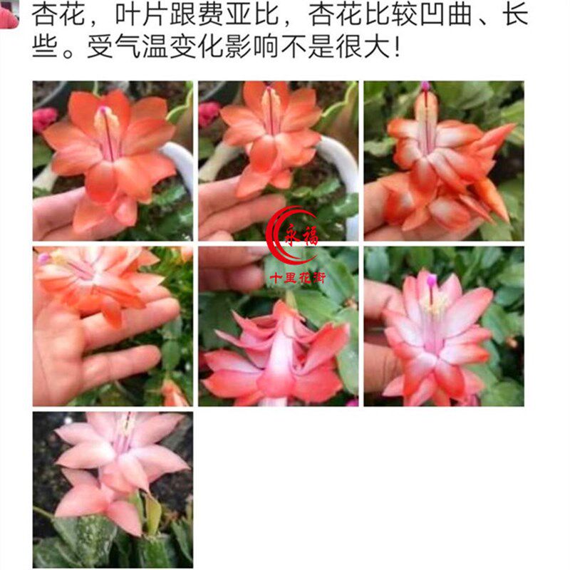永福十里花街橙色橘色系蟹爪兰花卉绿植盆栽