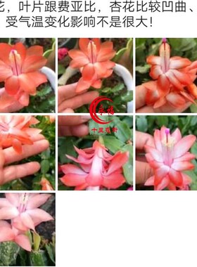 永福十里花街橙色橘色系蟹爪兰花卉绿植盆栽