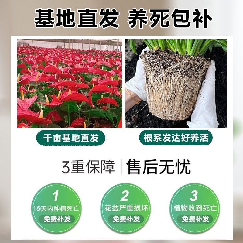 红掌盆栽鸿运当头室内花净化空气办公室一帆风顺绿植白掌水培植物,鲜花速递/花卉仿真/绿植园艺,红掌/凤梨/温室花卉,淘宝优惠券,粉丝福利购,淘宝优惠卷