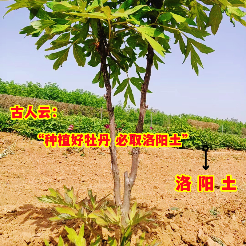 牡丹专用土1疏松透气 2富含丰富营养3PH值适合牡丹盆栽地栽营养土