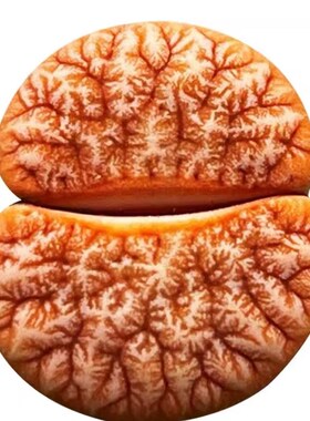 6年岛田C309A拿铁荒玉母本生石花番杏屁股花pp花盆栽植物爱