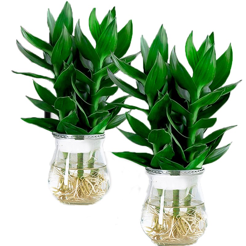 观音竹带根富贵竹水培花卉植物盆栽室内客厅转运竹水养绿植节节高