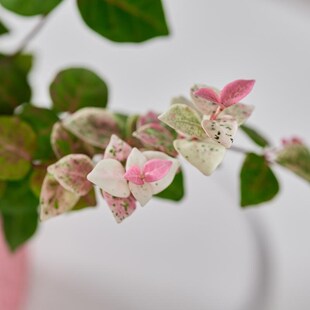 花叶络石盆栽五彩花卉爬藤垂吊篮绿植室内阳台办公室彩叶吊兰趣味