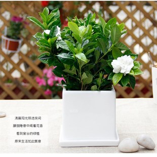 栀子花盆栽带花苞四季花卉植物阳台窗户喜阳观花带香味花苞栀子花