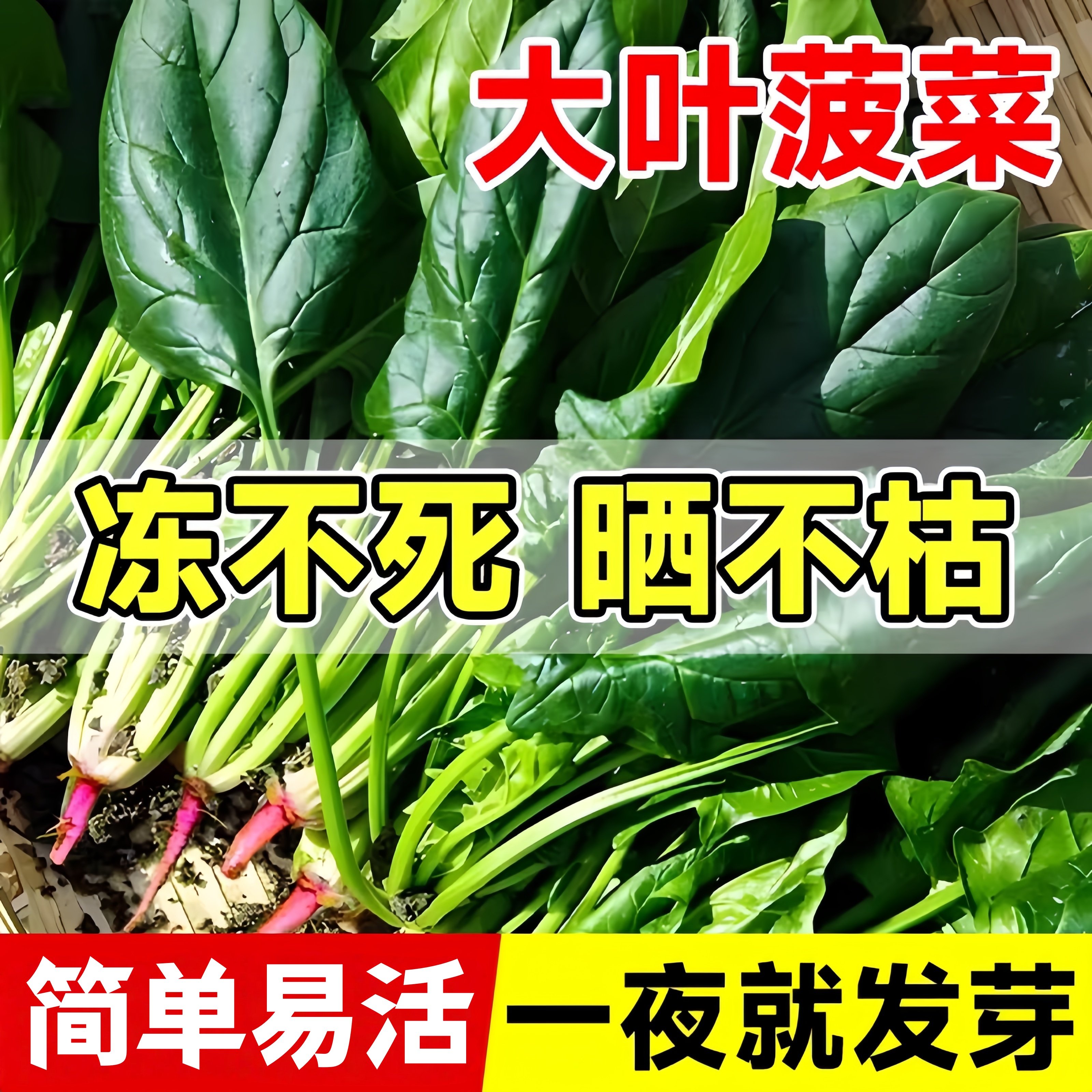 大叶菠菜种子种籽趴地菠菜耐抽苔耐寒耐热蔬菜圆叶种孑四季可越冬,鲜花速递/花卉仿真/绿植园艺,种苗/半成品盆栽,淘宝优惠券,粉丝福利购,淘宝优惠卷