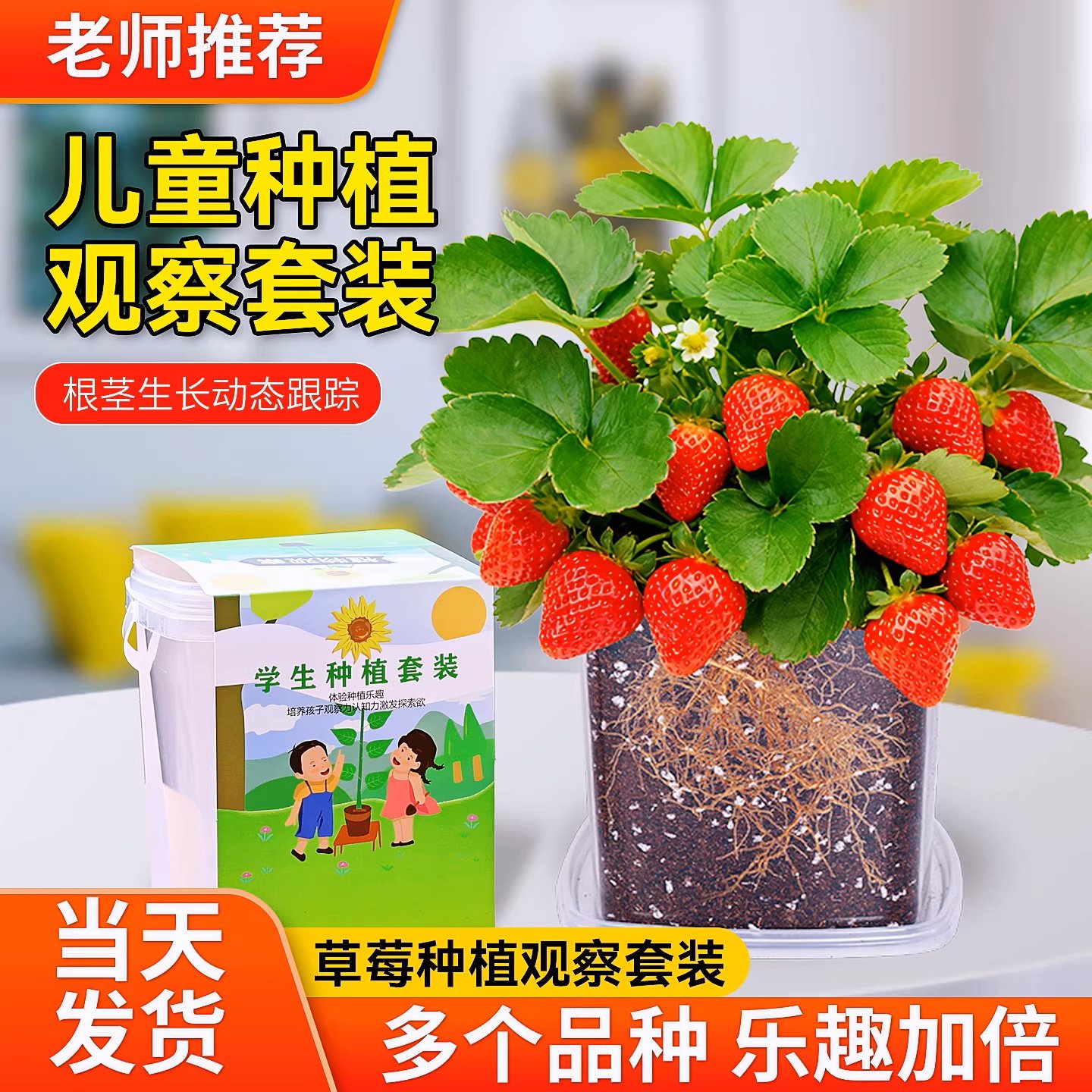 草莓种籽子儿童种植小盆栽套装凤仙花向日葵学生观察植物种子套装