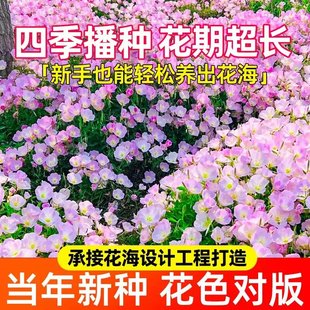 美丽月见草花种籽四季种植公园美化花海景区花籽庭院别墅花卉种子