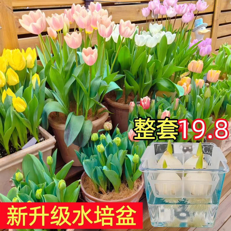 郁金香种球水培花卉5度球室内花土养植物四季好养活盆栽花苗种籽