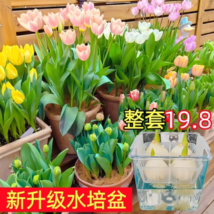 郁金香种球水培花卉5度球室内花土养植物四季好养活盆栽花苗种籽