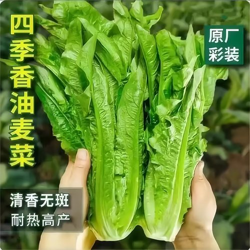 油麦菜种子春秋好种易活青菜阳台盆栽田园高产红叶油麦菜蔬菜种子
