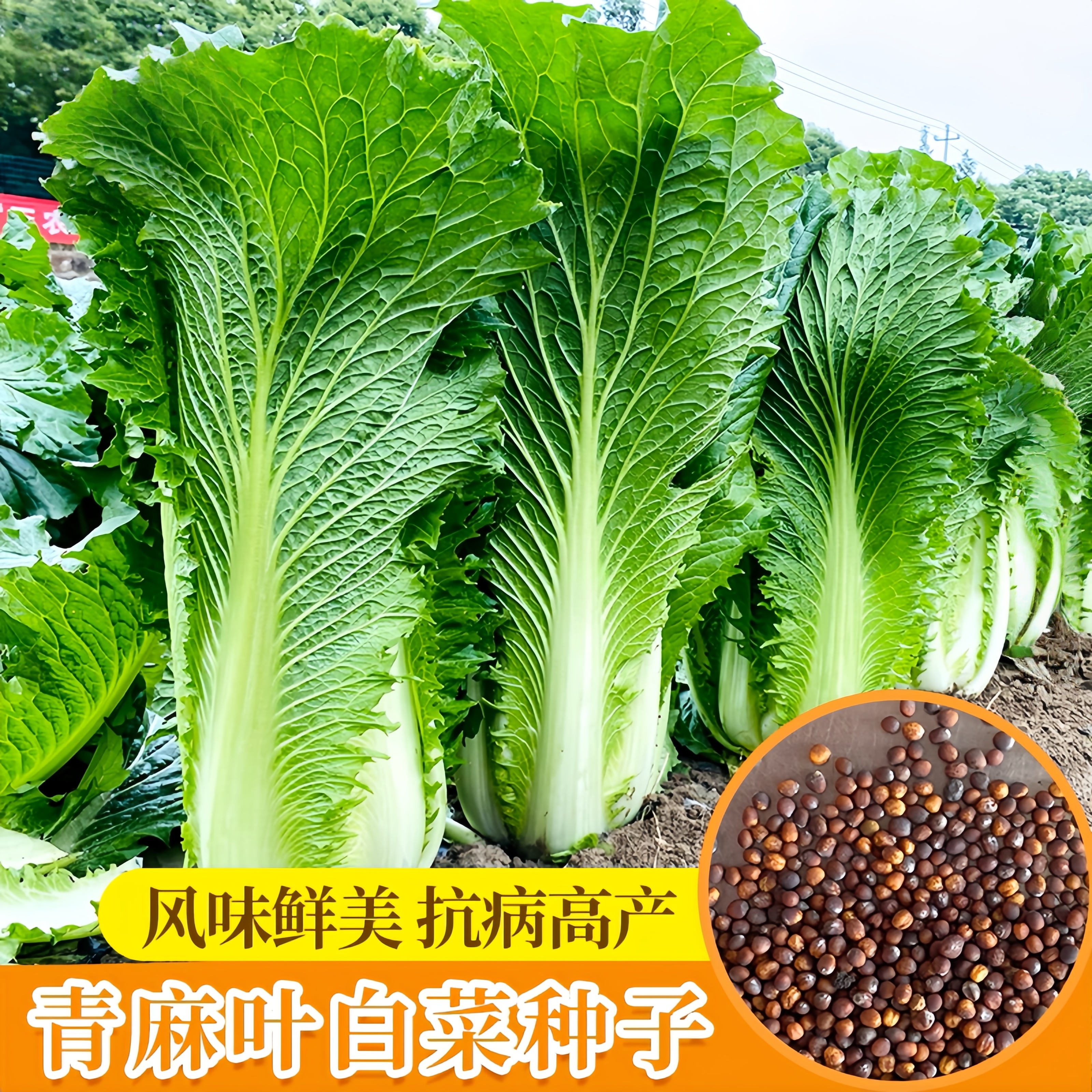 天津青麻叶大白菜种籽大全大田种植阳台盆栽适合秋天种的蔬菜种子