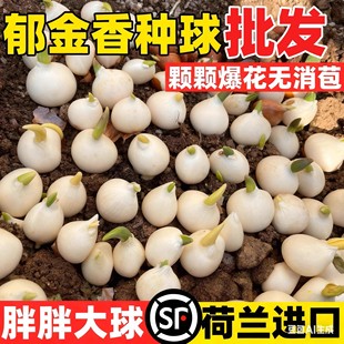 进口郁金香种球五5度球地栽100个批发种子混色水培植物室内花盆栽