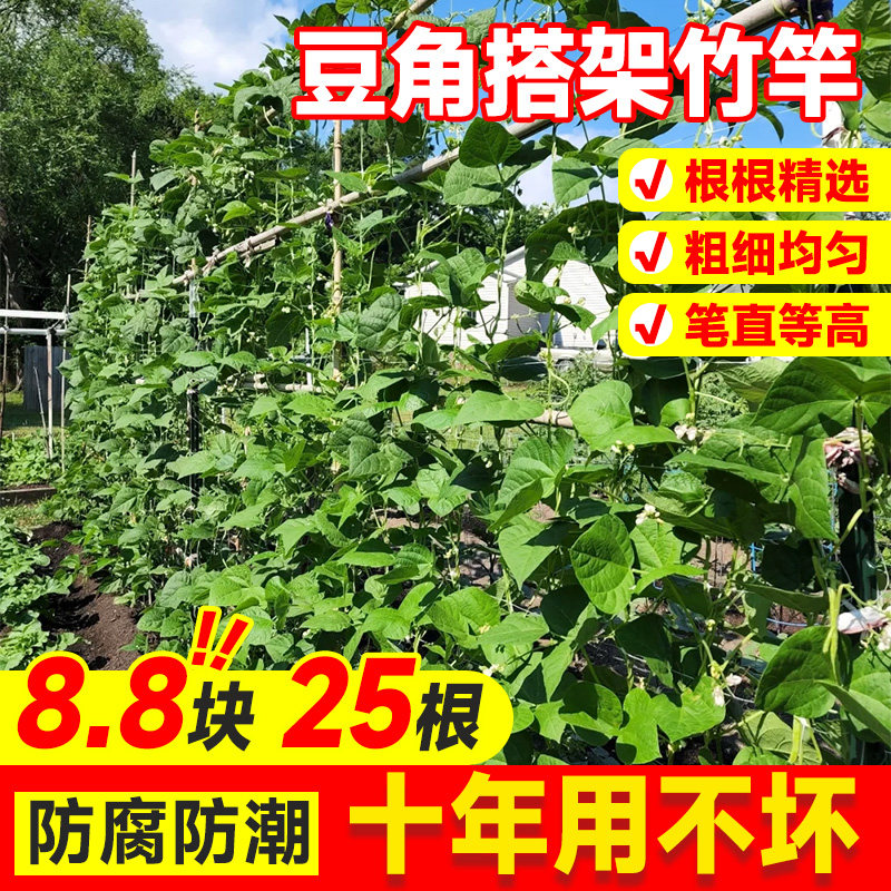 豆角搭架竹竿菜园蔬菜黄瓜豆角架杆竹篱笆栅栏小竹子细竹竿葡萄架,鲜花速递/花卉仿真/绿植园艺,花架,淘宝优惠券,粉丝福利购,淘宝优惠卷