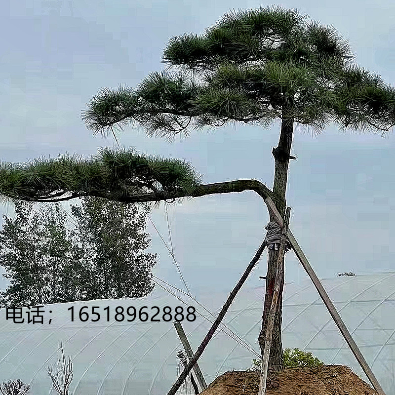 黑松造型树庭院盆景观叶别墅迎客松地景造型不落叶耐寒四季常青树