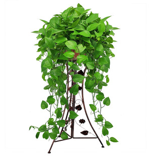 大盆绿萝盆栽室内特大垂吊客厅绿箩长藤款 家用除甲醛吊兰新房植物