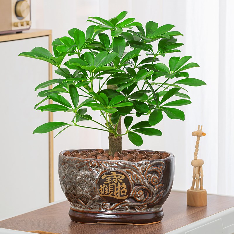 八方来财鸭脚木七叶莲盆栽室内植物旺老桩造型办公桌面四季常青