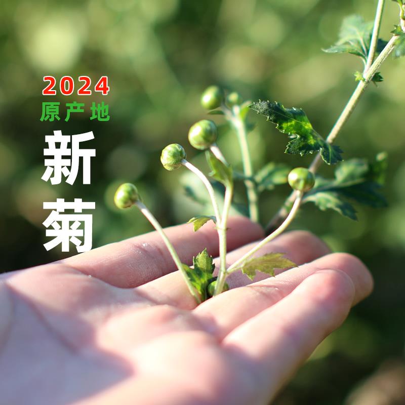新遂昌石练菊米茶珍珠菊花胎菊茶