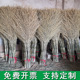 竹扫帚大扫把竹扫把扫院子 大扫帚扫马路小扫帚笤帚庭院环卫扫帚