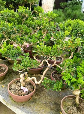 黄杨老桩盆景瓜子皱皮造型小叶绿植室外客厅养树桩