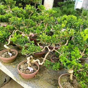 黄杨老桩盆景瓜子皱皮造型小叶绿植室外客厅养树桩