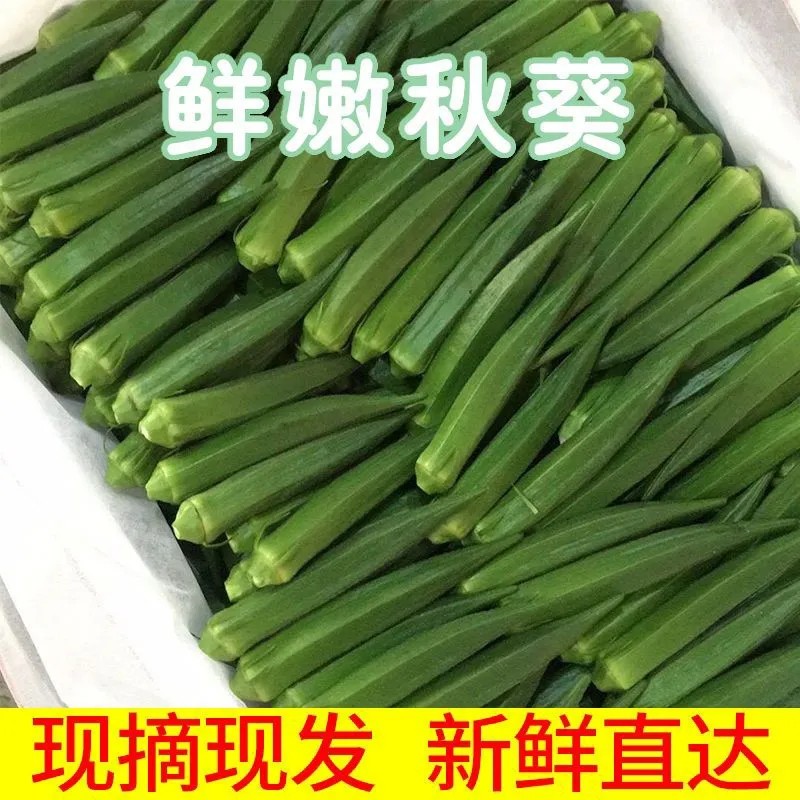 头茬秋葵新鲜福建时令秋葵蔬菜鲜嫩农家羊豆角露天种植冷链运输