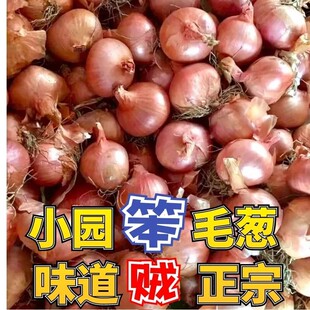 现挖毛葱正宗新鲜鬼子葱红葱头珠葱农家笨毛葱小毛葱小洋葱整箱