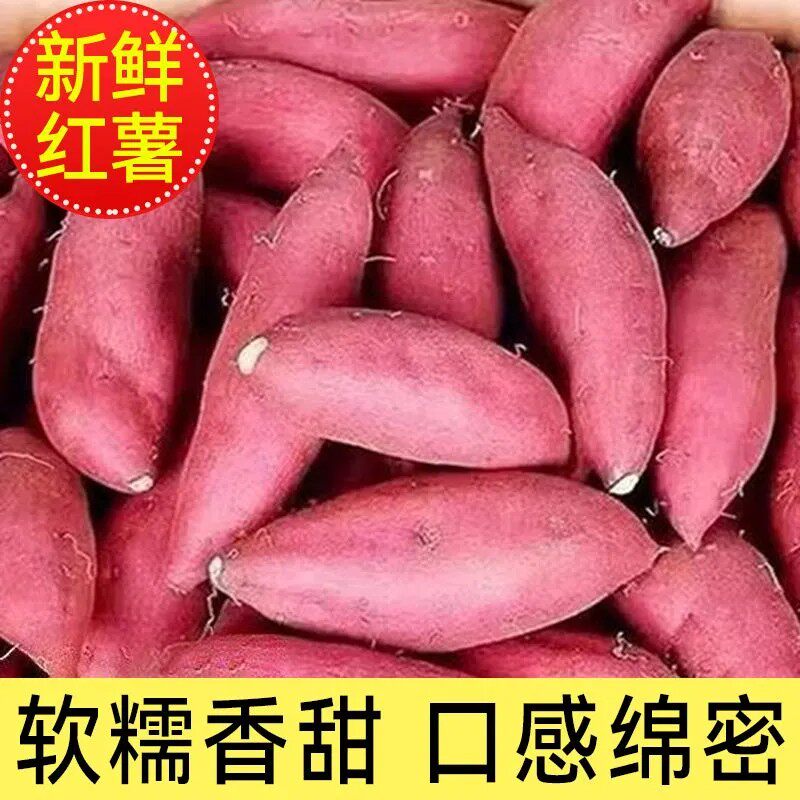 正宗沙地红薯沙地现挖新鲜新鲜批发板栗糯心蜜薯糖心地瓜番薯山芋
