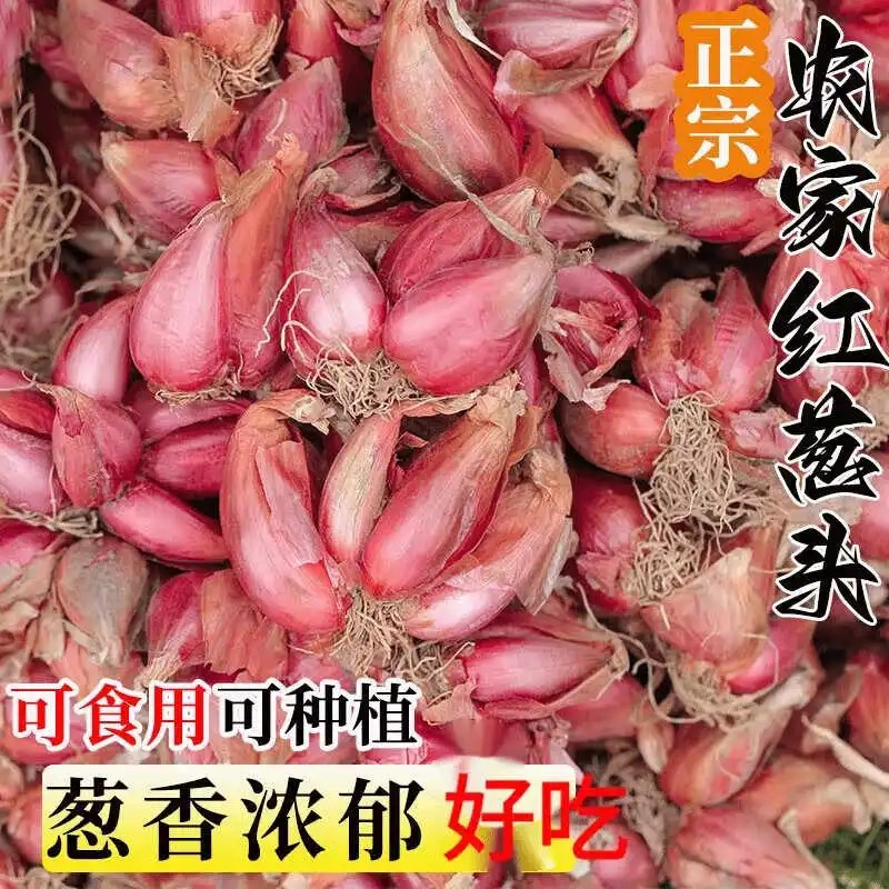 熬油红葱头新鲜小香葱头火葱头米干葱种榨油熬油种植自产批发包邮