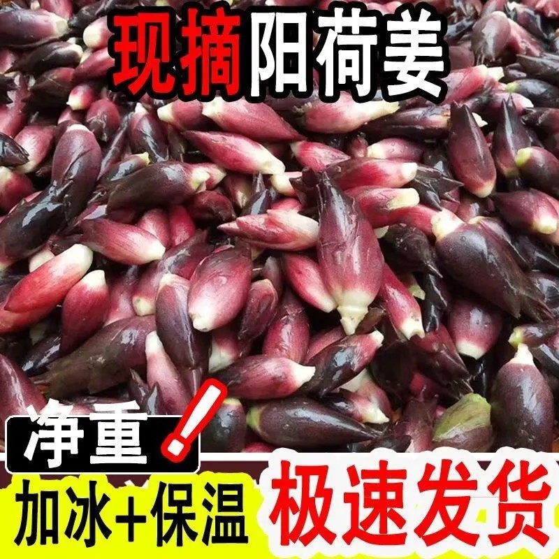 【现货】贵州洋荷农家现掰新鲜洋荷阳荷洋豁带泥洋荷姜和阳何茗荷