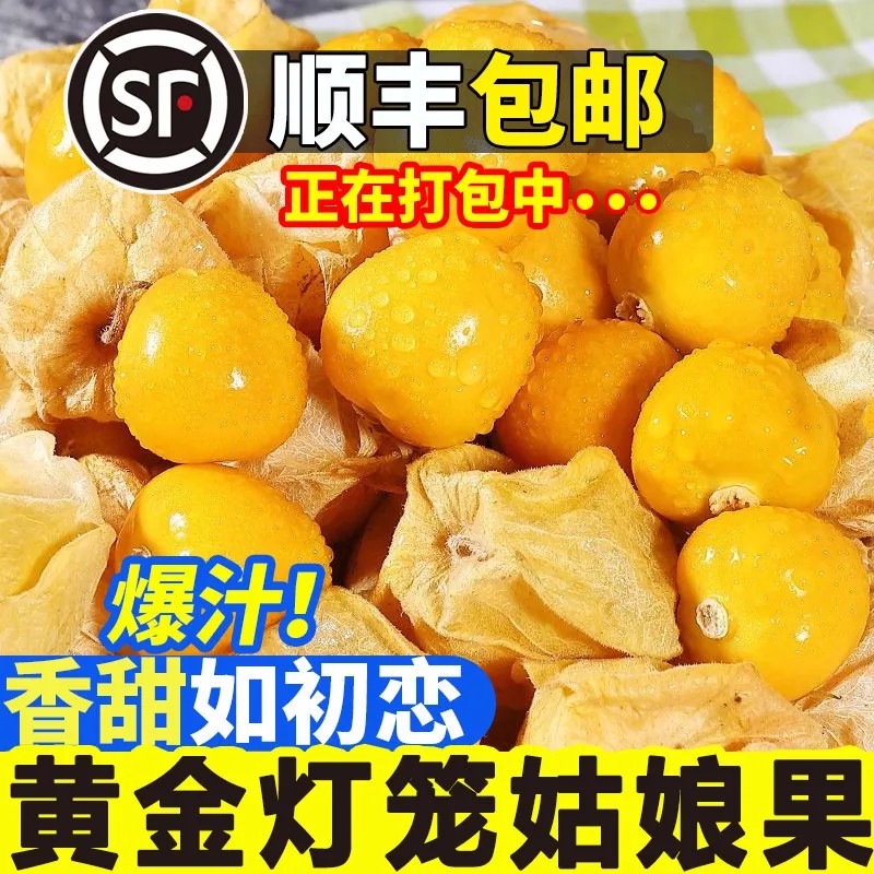 【順豐送貨上門(mén)】東北黃金姑娘果燈籠果新鮮水果黃菇娘果洋菇娘
