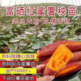 正宗红薯苗今年蜜薯秧苗西瓜红烟台板栗薯25紫薯商薯种植苗地瓜苗