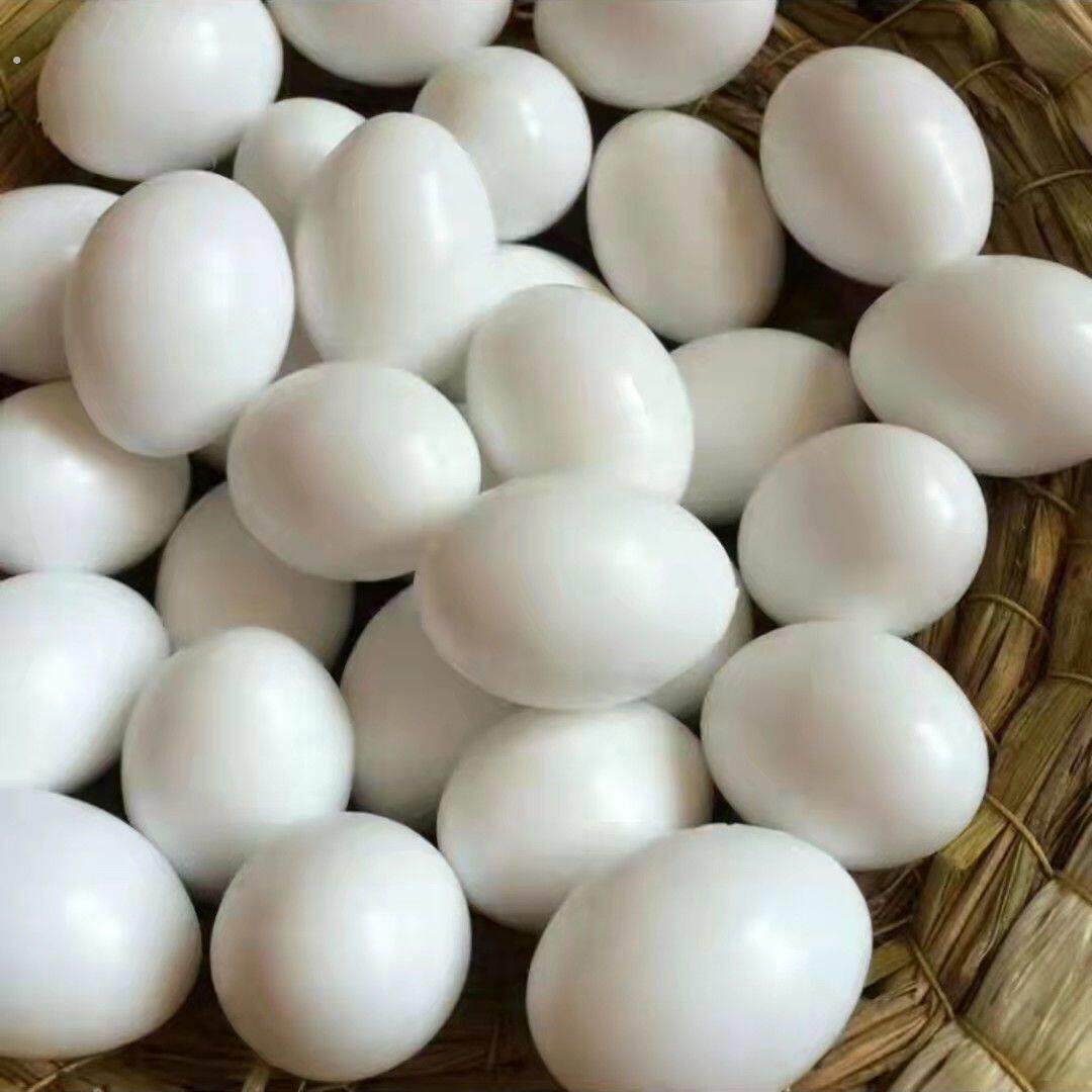 实心塑料假鸽蛋 鸽子蛋 鸽子用具用品 鸽具鸟用具鸽子窝用品