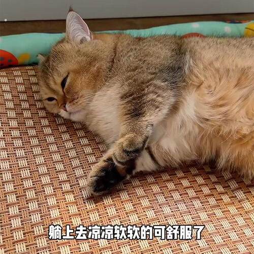 藤编猫窝夏季凉席冰垫子降温神器猫咪睡窝凉垫超大四季通用新款