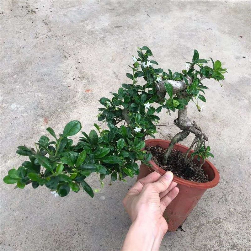 悬崖桩盆景客厅s茶树懒人办公室内盆栽花卉四季常青小叶福建茶