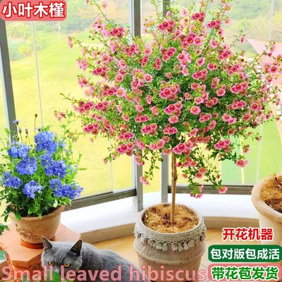 小木槿棒棒糖丛生花苗花卉盆栽植物室内阳台绿植月季蓝雪花带花苞