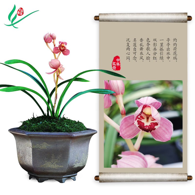 建兰兰花四季中华红荷浓香花卉盆景盆栽土绿植带草植物花苞名贵苗