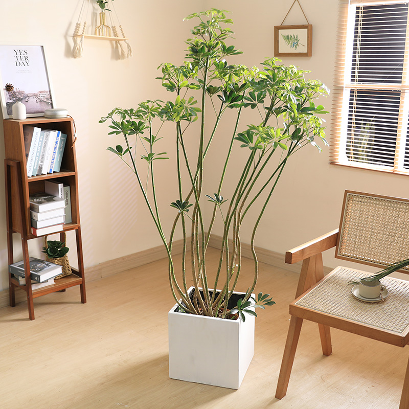 双木林鸭脚木大盆栽八方来财鹅掌柴植物室内办公室客厅绿植七叶莲