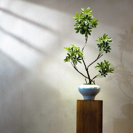 鸭脚木仿真绿植高端轻奢桌面客厅茶室玄关装饰假花小W型盆栽景摆